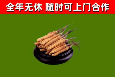 锦州市回收散虫草